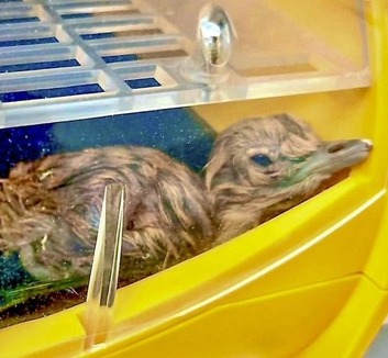 Történelmi pillanat: 10 év után született újra a világ legvédettebb madárfiókája Indiában - illusztráció