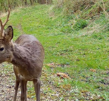 Lezárult a Kárpát-régió nagyragadozóinak védelmét szolgáló nemzetközi projekt - illusztráció