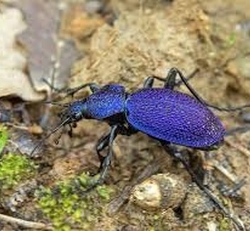 Új rovarfajt azonosítottak Szerbiában: Megjelent a nagy lila futrinka - illusztráció