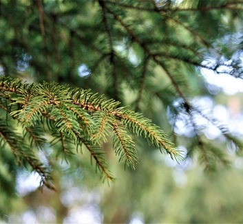 ATOMKI: A klímaváltozás előrehaladását jelzi a lucfenyők gyorsuló pusztulása Magyarországon - illusztráció