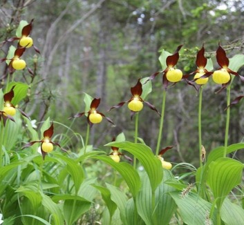 A Székelyföldön virágzik Európa leglátványosabb vadon élő orchideája, a boldogasszony papucsa - illusztráció