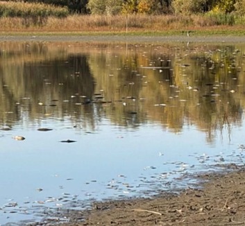 Halpusztulás a begecsi holtágban az alacsony vízállás és az oxigénhiány miatt - illusztráció
