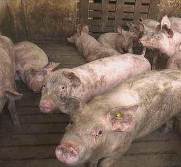 Erősítenék a szerbiai sertéságazatot - illusztráció