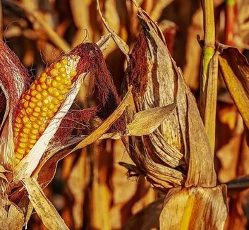 Az aszály miatt gyenge a szójatermés, hamarosan kezdődhet a kukorica betakarítása - illusztráció