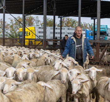 Újraindult a szerbiai bárányexport Izraelbe - illusztráció