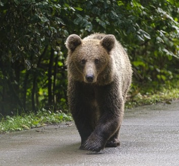 Gyerekével iskolába tartó nőre támadt a medve egy háromszéki faluban - illusztráció