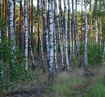 Nő a pollenkoncentráció: Áprilisban az allergiásoknak a nyírfa okozza a legtöbb gondot - illusztráció