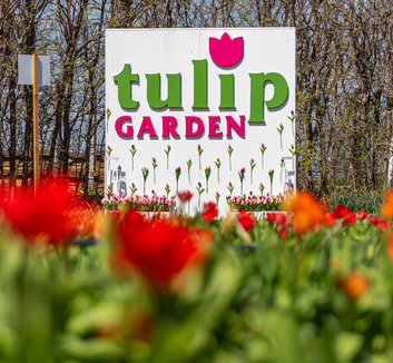 Idén is megnyitotta kapuit a tázlári TulipGarden Homokhátság - illusztráció