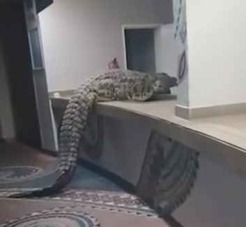Négyméteres krokodil sétált be ételért egy zimbabwei hotel éttermébe - illusztráció