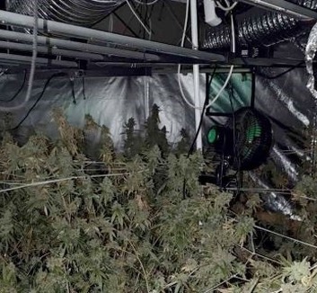 A rendőrség 100 tő marihuánát talált egy belgrádi férfi lakásában - illusztráció