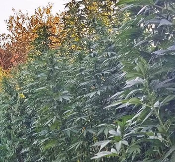 Kannabiszültetvényt találtak Újvidéken, két férfit őrizetbe vettek - illusztráció