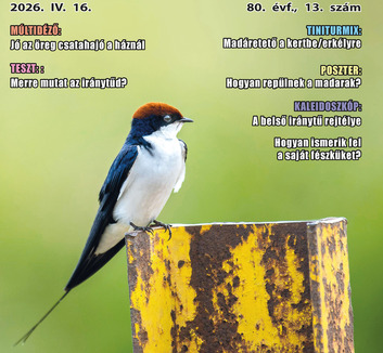 Jó Pajtás (április 16.):  A fecskék izgalmas világa - illusztráció