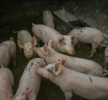 Rendkívüli helyzetet hirdettek három önkormányzatban az afrikai sertéspestis miatt - illusztráció