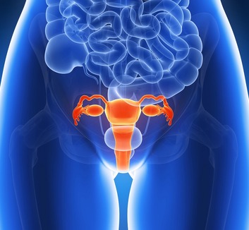 Új kutatás: A petefészek a menopauza után immunológiai szerepet kaphat - illusztráció