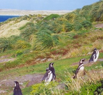 A Falkland-szigetek ismét a világpolitika színpadán - illusztráció
