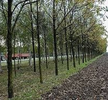 Tizenöt éve nincs átfogó program a vajdasági szélvédő erdősávok telepítésére - illusztráció