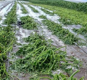 Elemi csapás kihirdetését kezdeményezi Topolya község - illusztráció
